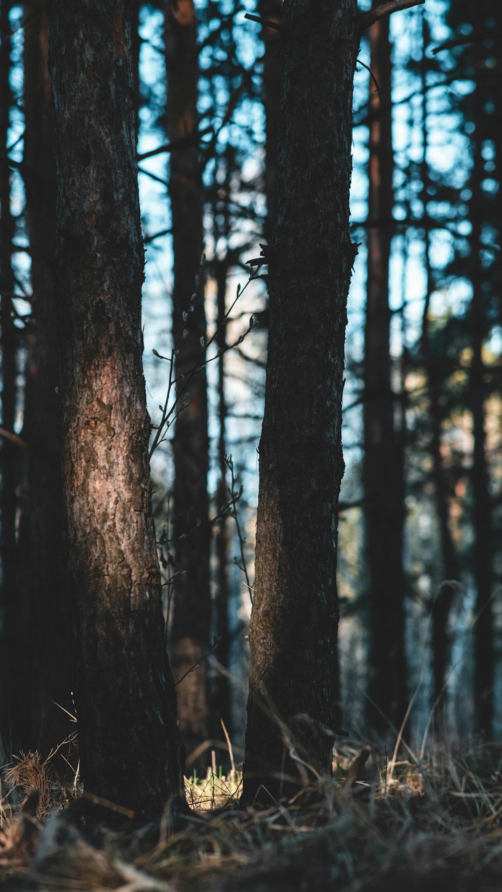 a forest filled with lots of tall trees