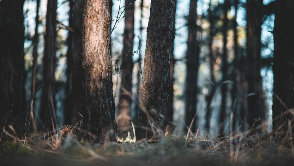 a forest filled with lots of tall trees