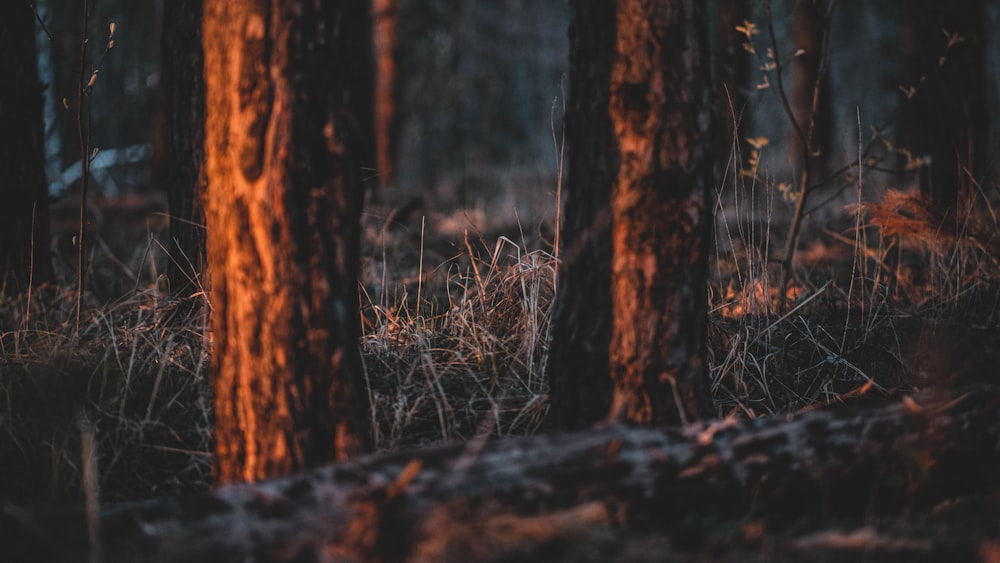 a forest filled with lots of tall trees