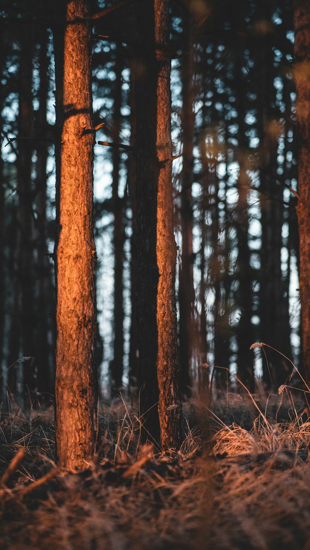 a couple of trees that are in the woods