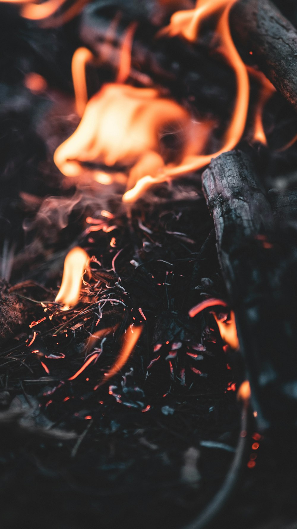 a close up of a fire burning in a forest