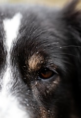 A close-up view of a dog's face focusing on a single eye, with fur details visible. The image captures the texture and color variations in the fur, including a prominent white streak.
