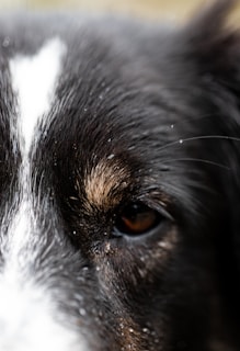 A close-up view of a dog's face focusing on a single eye, with fur details visible. The image captures the texture and color variations in the fur, including a prominent white streak.