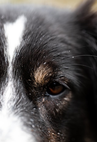 A close-up view of a dog's face focusing on a single eye, with fur details visible. The image captures the texture and color variations in the fur, including a prominent white streak.