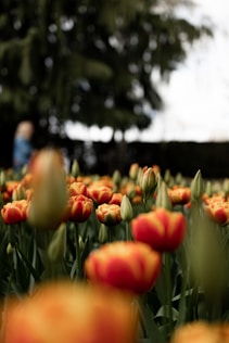 a field of red and yellow tulips with a blurry background