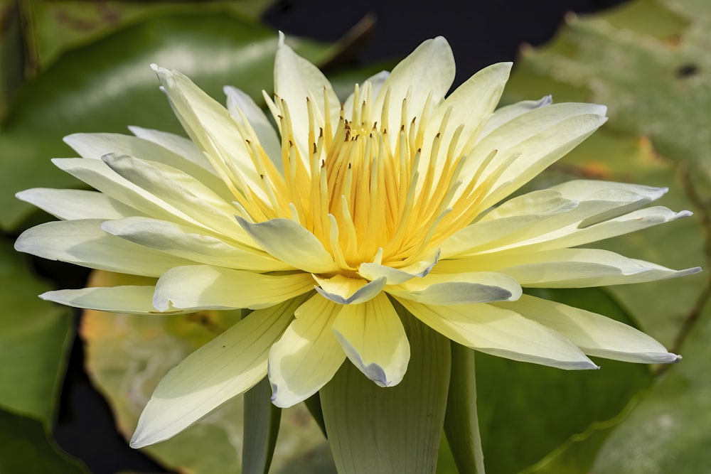 a close up of a yellow and white flower