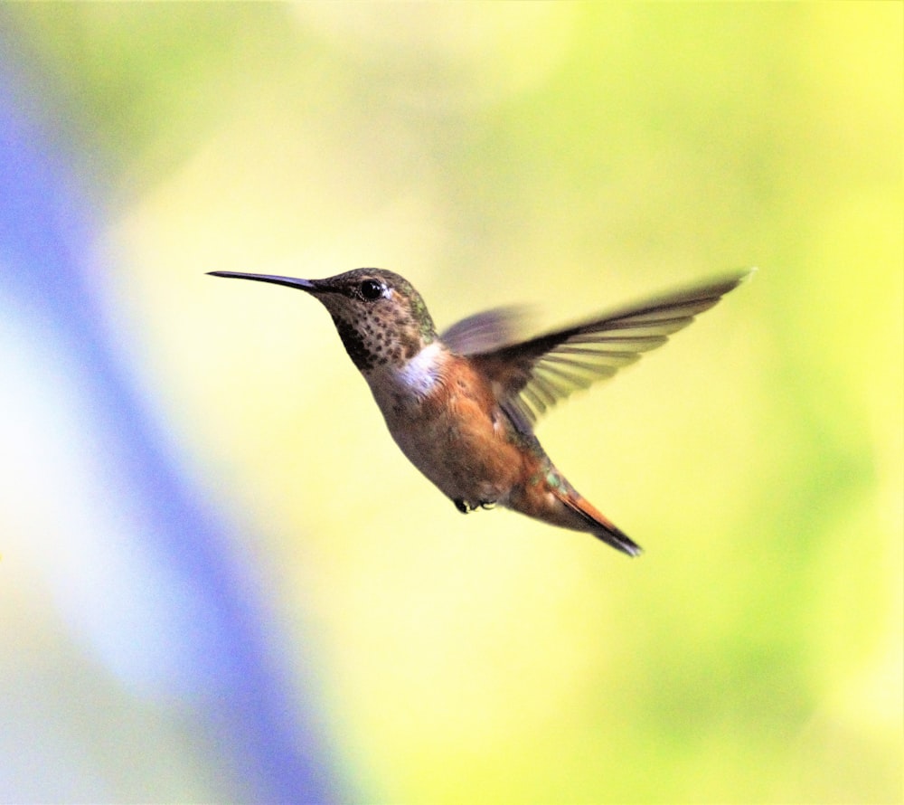 a hummingbird flying in the air with a blurry background