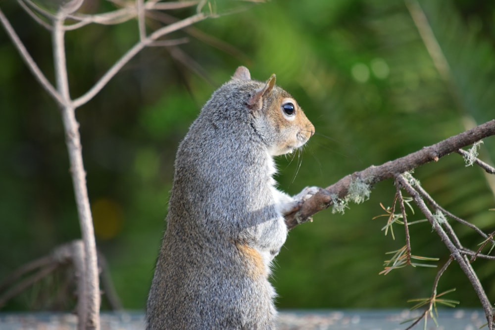 a squirrel standing on its hind legs on a tree branch