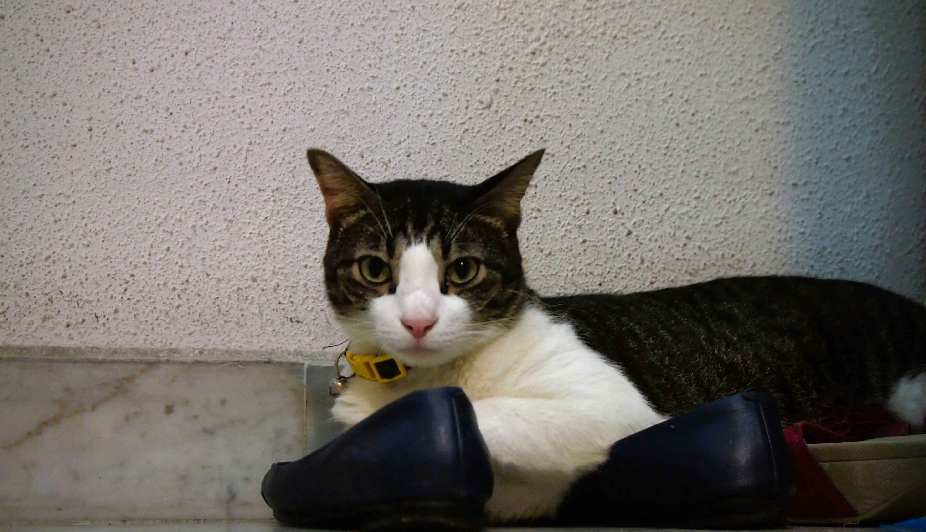a cat laying on the floor next to a pair of shoes