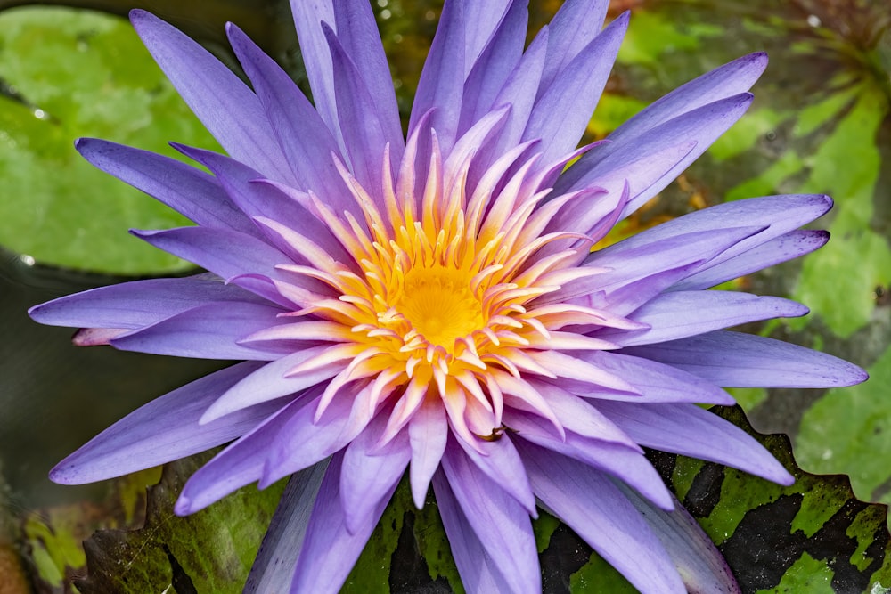 a purple flower with yellow center surrounded by green leaves