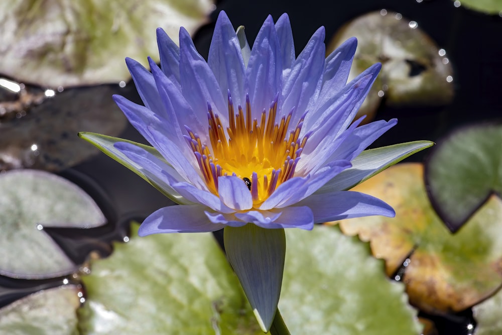 a blue flower with yellow center surrounded by water lilies