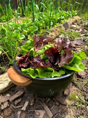 A black colander filled with freshly harvested green and red lettuce is placed on a garden bed. Surrounding the colander are various thriving plants, including leafy greens and onions, with wooden mulch on the ground. The scene reflects a vibrant and lush vegetable garden.