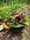 A black colander filled with freshly harvested green and red lettuce is placed on a garden bed. Surrounding the colander are various thriving plants, including leafy greens and onions, with wooden mulch on the ground. The scene reflects a vibrant and lush vegetable garden.