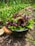 A black colander filled with freshly harvested green and red lettuce is placed on a garden bed. Surrounding the colander are various thriving plants, including leafy greens and onions, with wooden mulch on the ground. The scene reflects a vibrant and lush vegetable garden.