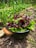 A black colander filled with freshly harvested green and red lettuce is placed on a garden bed. Surrounding the colander are various thriving plants, including leafy greens and onions, with wooden mulch on the ground. The scene reflects a vibrant and lush vegetable garden.