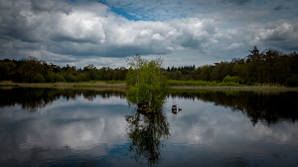 a lake with a tree in the middle of it