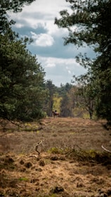 A horse with a rider is seen in the distance, amidst a forest clearing. Tall trees with lush green foliage surround the area, and the sky is partly cloudy, providing a serene and natural setting.