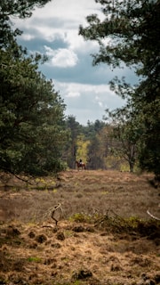 A horse with a rider is seen in the distance, amidst a forest clearing. Tall trees with lush green foliage surround the area, and the sky is partly cloudy, providing a serene and natural setting.
