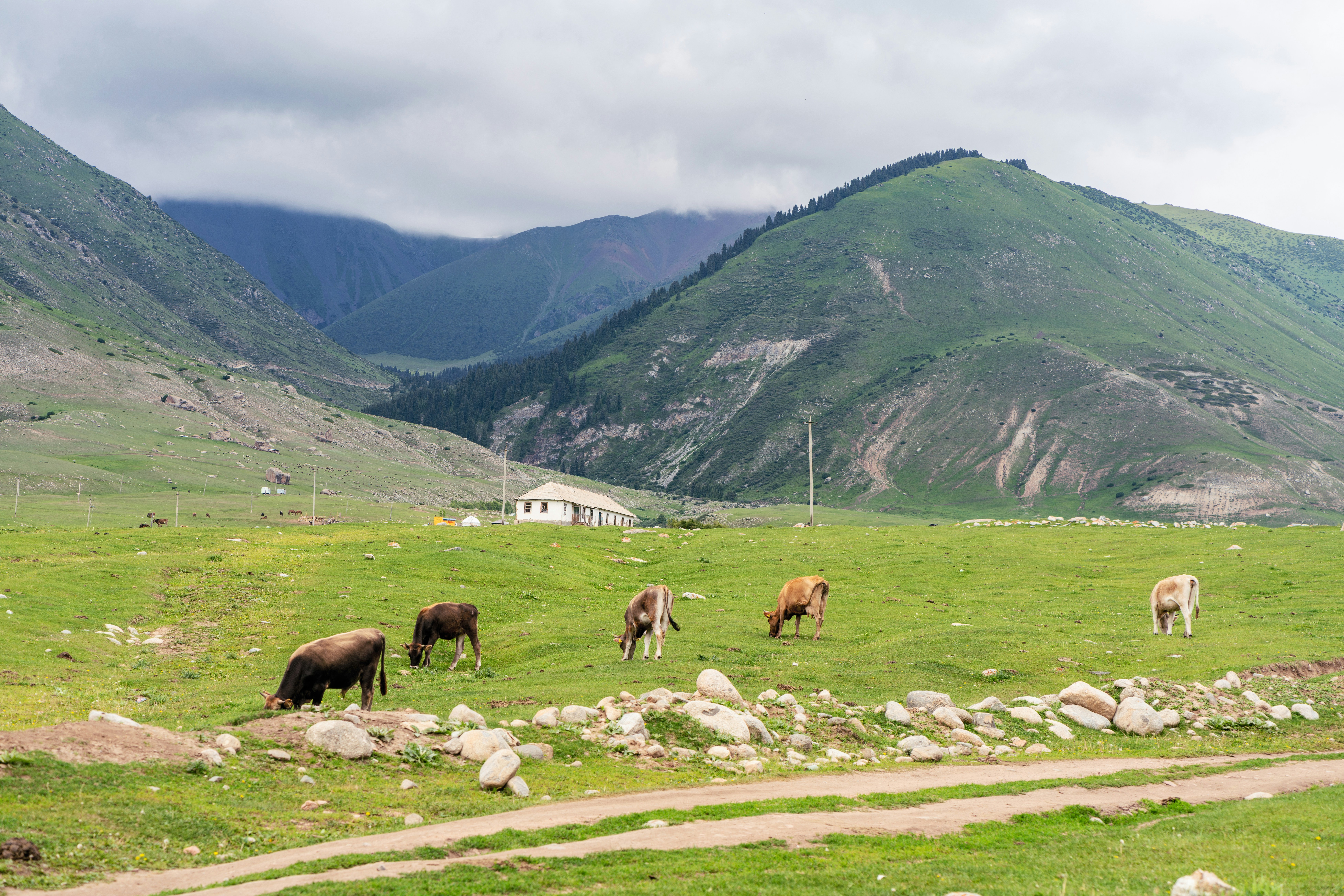 a herd of cattle grazing on a lush green hillside