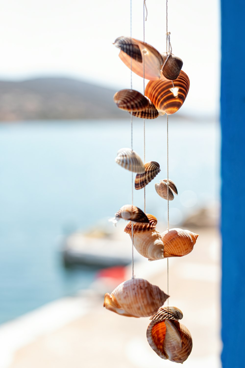 a group of sea shells hanging from a blue pole