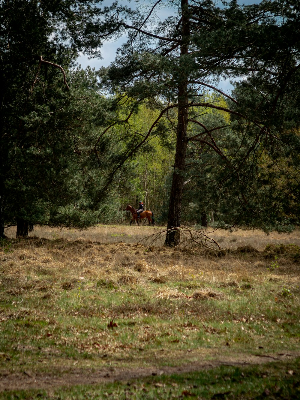 Un cheval debout au milieu d’une forêt