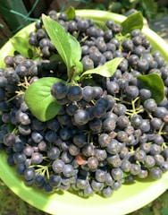 A large bowl filled with dark purple berries, possibly aronia or chokeberries, with a few bright green leaves on top. The bowl is light green and sits in natural sunlight, creating a fresh and vibrant look.
