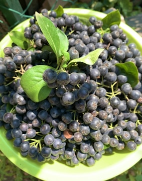 A large bowl filled with dark purple berries, possibly aronia or chokeberries, with a few bright green leaves on top. The bowl is light green and sits in natural sunlight, creating a fresh and vibrant look.