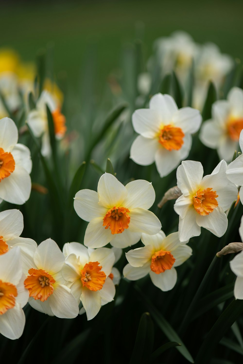 a bunch of white and orange flowers in a field