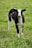 A black and white lamb stands in a grassy field. Its wool is fluffy, with distinctive dark patches on its body and face. The background consists of green grass that appears lush and healthy.
