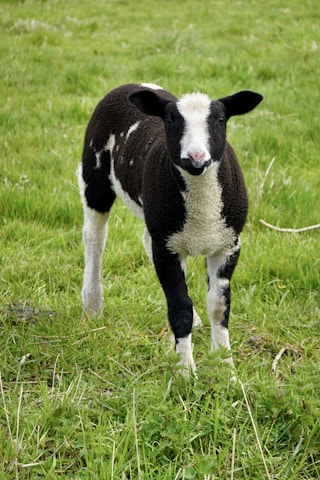 A black and white lamb stands in a grassy field. Its wool is fluffy, with distinctive dark patches on its body and face. The background consists of green grass that appears lush and healthy.