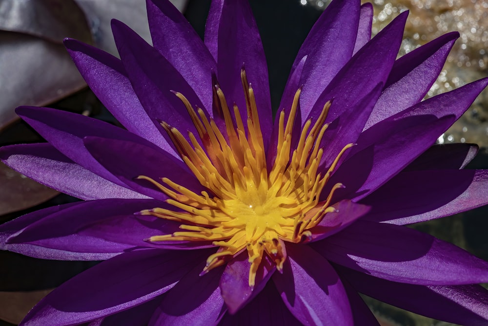 a purple flower with yellow stamen in the center