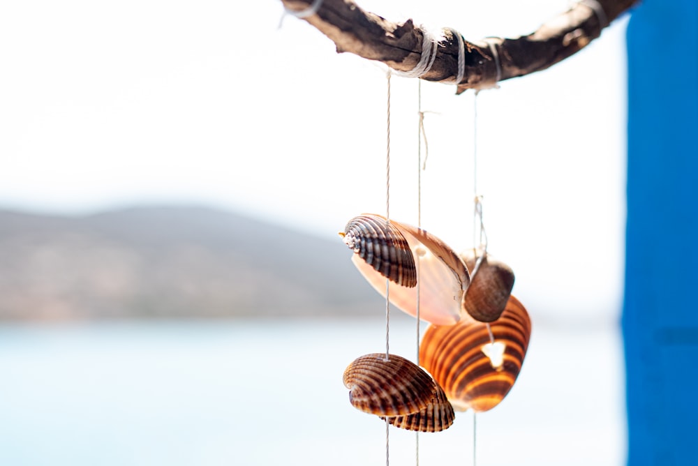 two seashells hanging from a branch next to a body of water