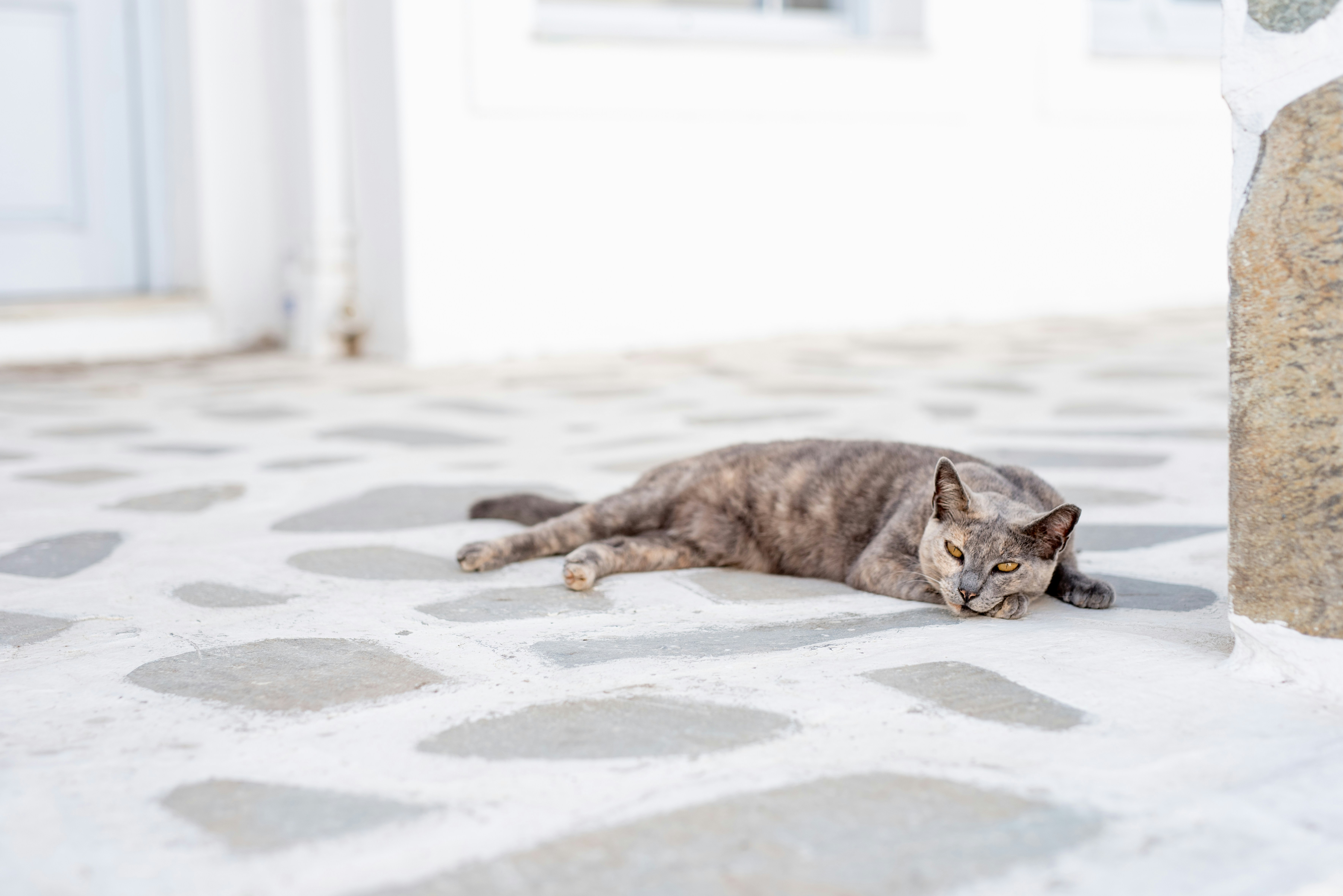 a cat that is laying down on the ground