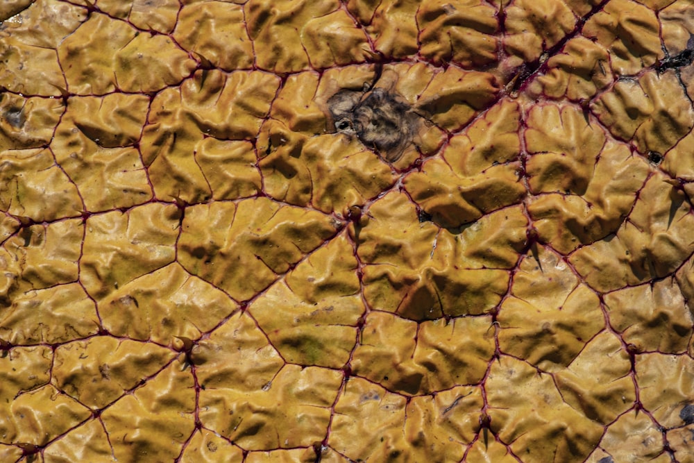 a close up view of a plant's texture