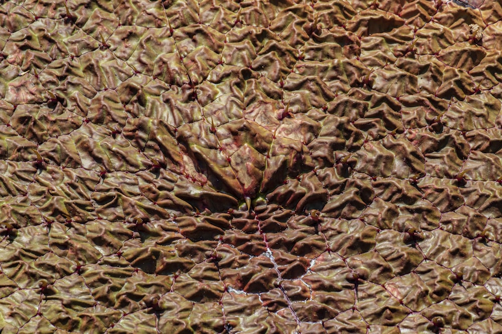 a close up view of a tree bark
