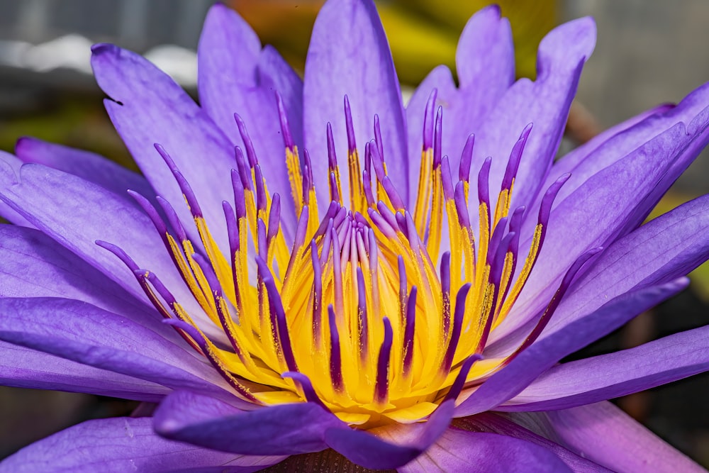 a close up of a purple flower with yellow stamen