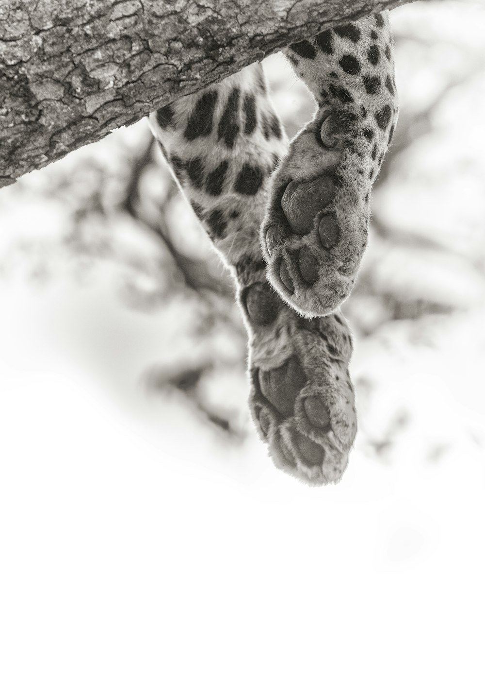 Una foto en blanco y negro de una pata de leopardo