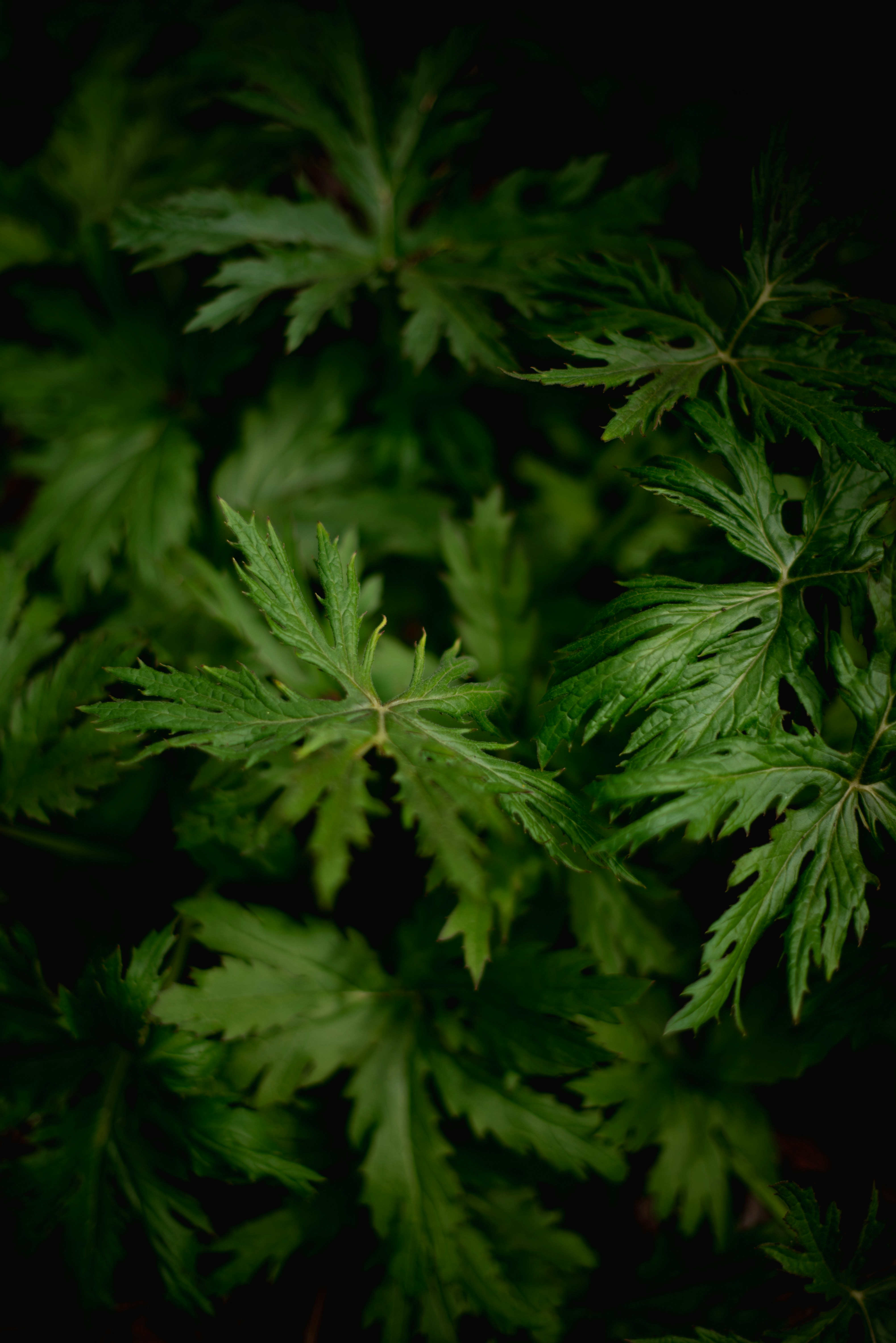 Photo by albulenapanduri