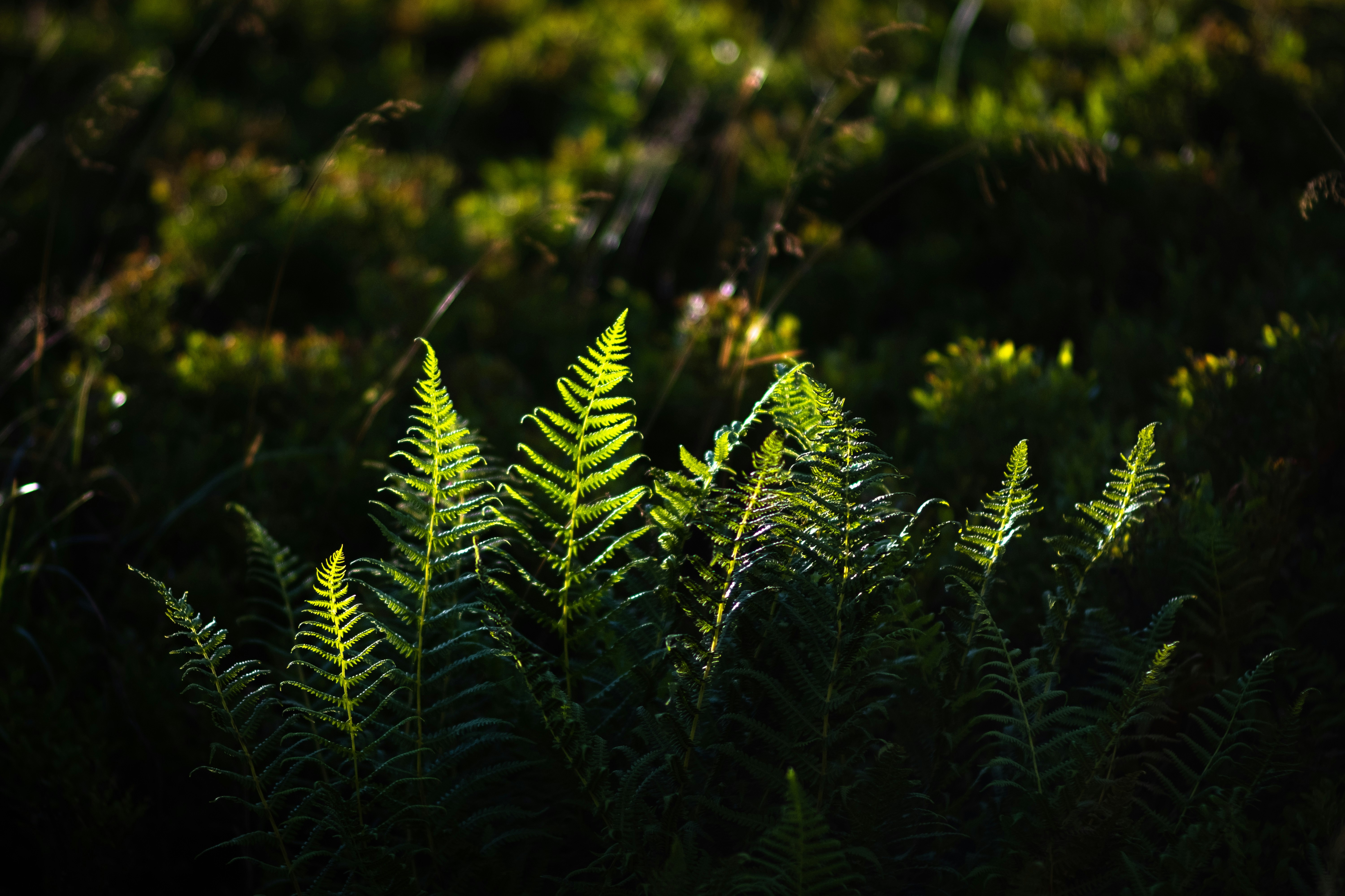 Photo by sevencolors