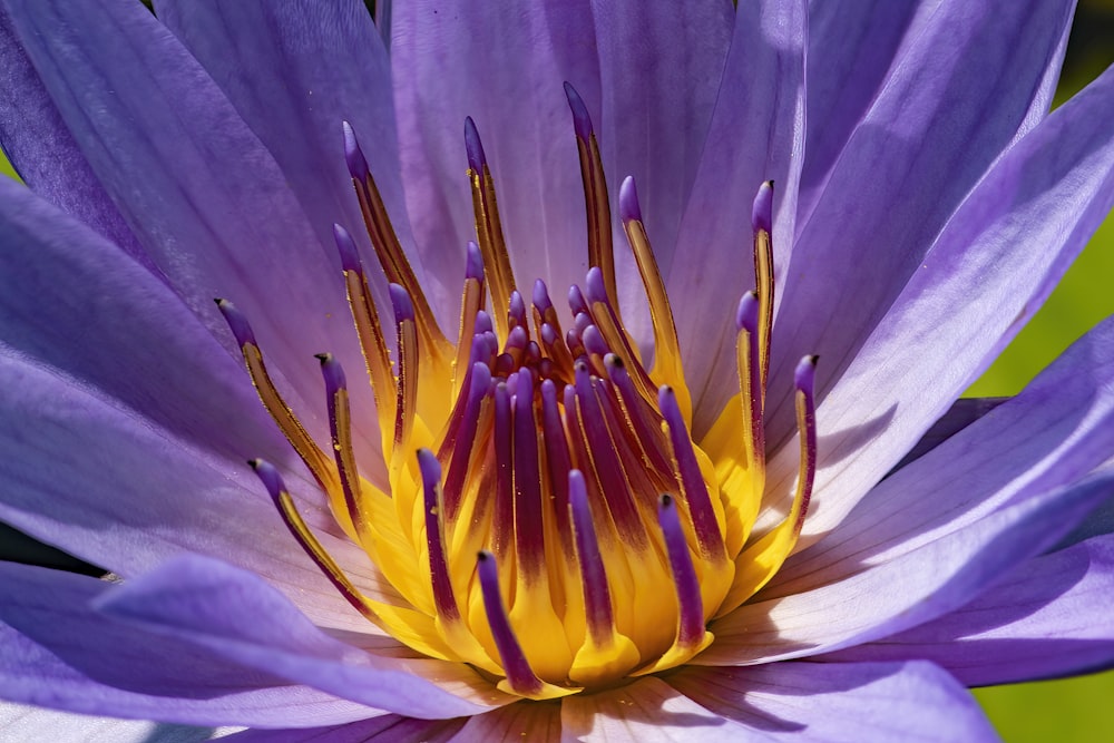 a close up of a purple and yellow flower