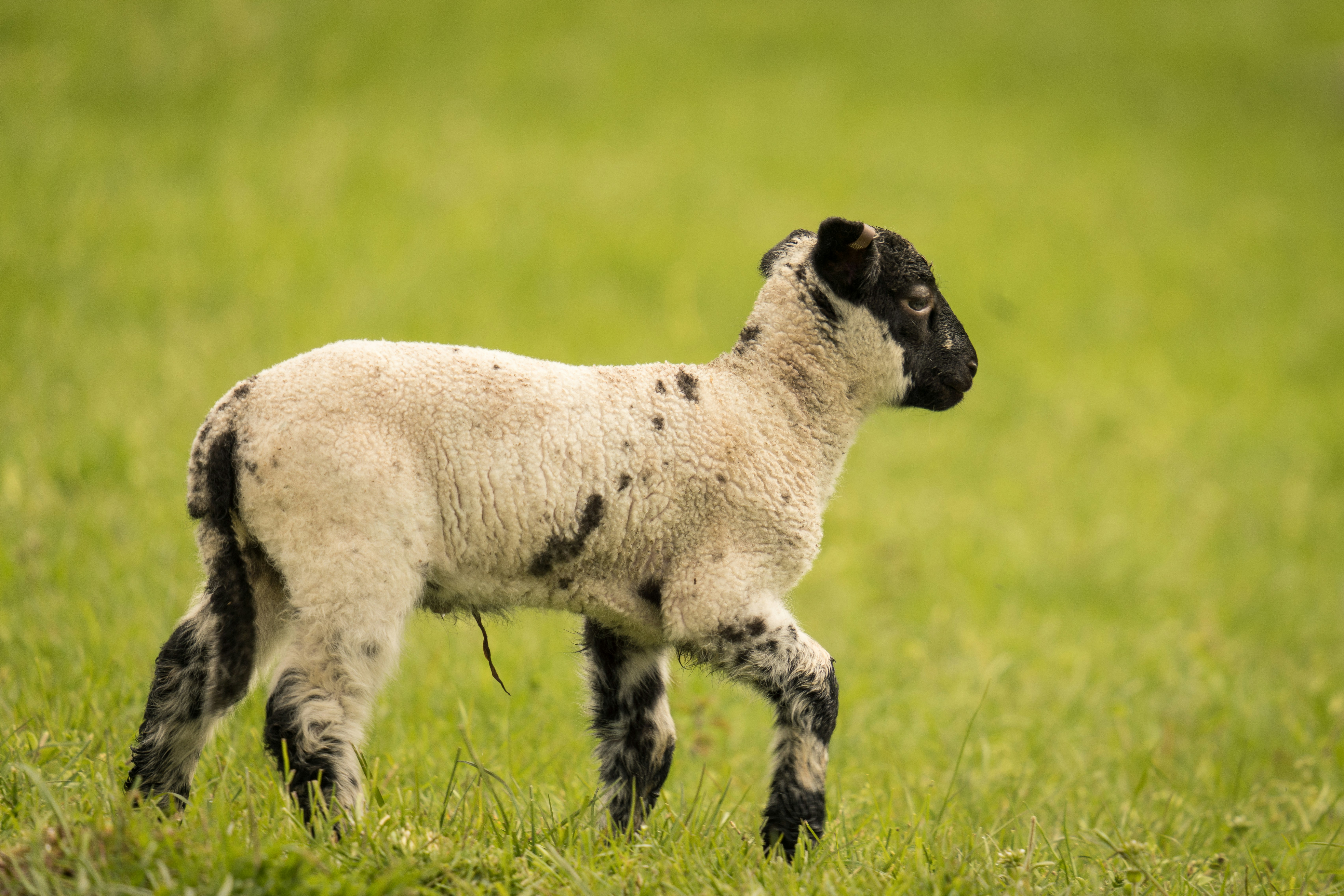 Una oveja blanca y negra de pie en un exuberante campo verde