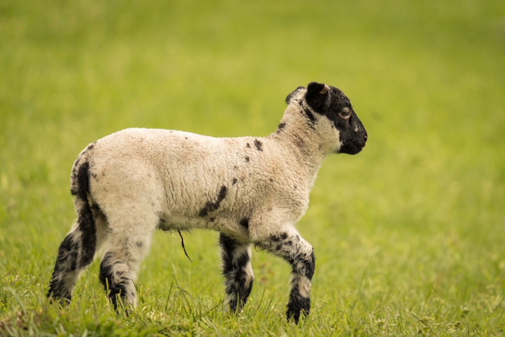 a black and white sheep standing on a lush green field