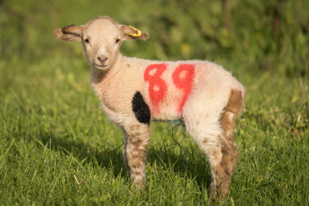 a sheep with a red marker on it's back