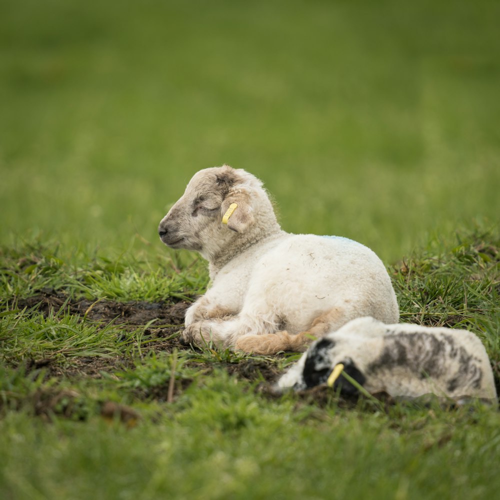 a couple of sheep laying on top of a lush green field