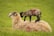 A lamb with dark, spotted wool stands on the back of an adult sheep, which is lying down on a lush green field. Both animals have markings on their wool.
