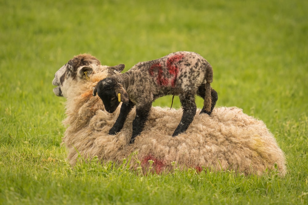 a sheep with a baby sheep on it's back