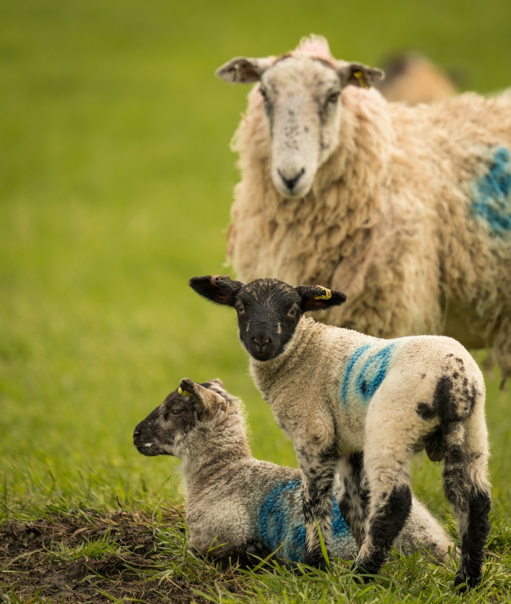 a couple of sheep standing on top of a lush green field