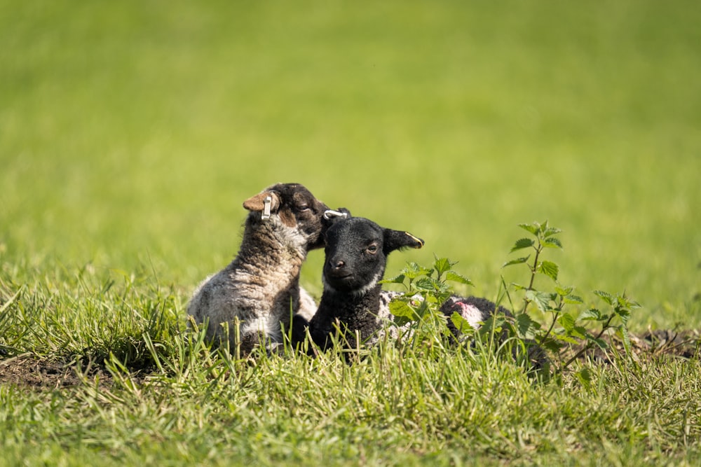 a couple of dogs that are in the grass