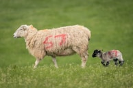 A sheep with white wool featuring a red marking on its side is walking in a grassy field, accompanied by a smaller lamb with a similar marking. The background is a vibrant green, characteristic of lush grasslands.