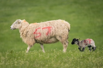 A sheep with white wool featuring a red marking on its side is walking in a grassy field, accompanied by a smaller lamb with a similar marking. The background is a vibrant green, characteristic of lush grasslands.
